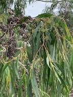 Image of river peppermint gum