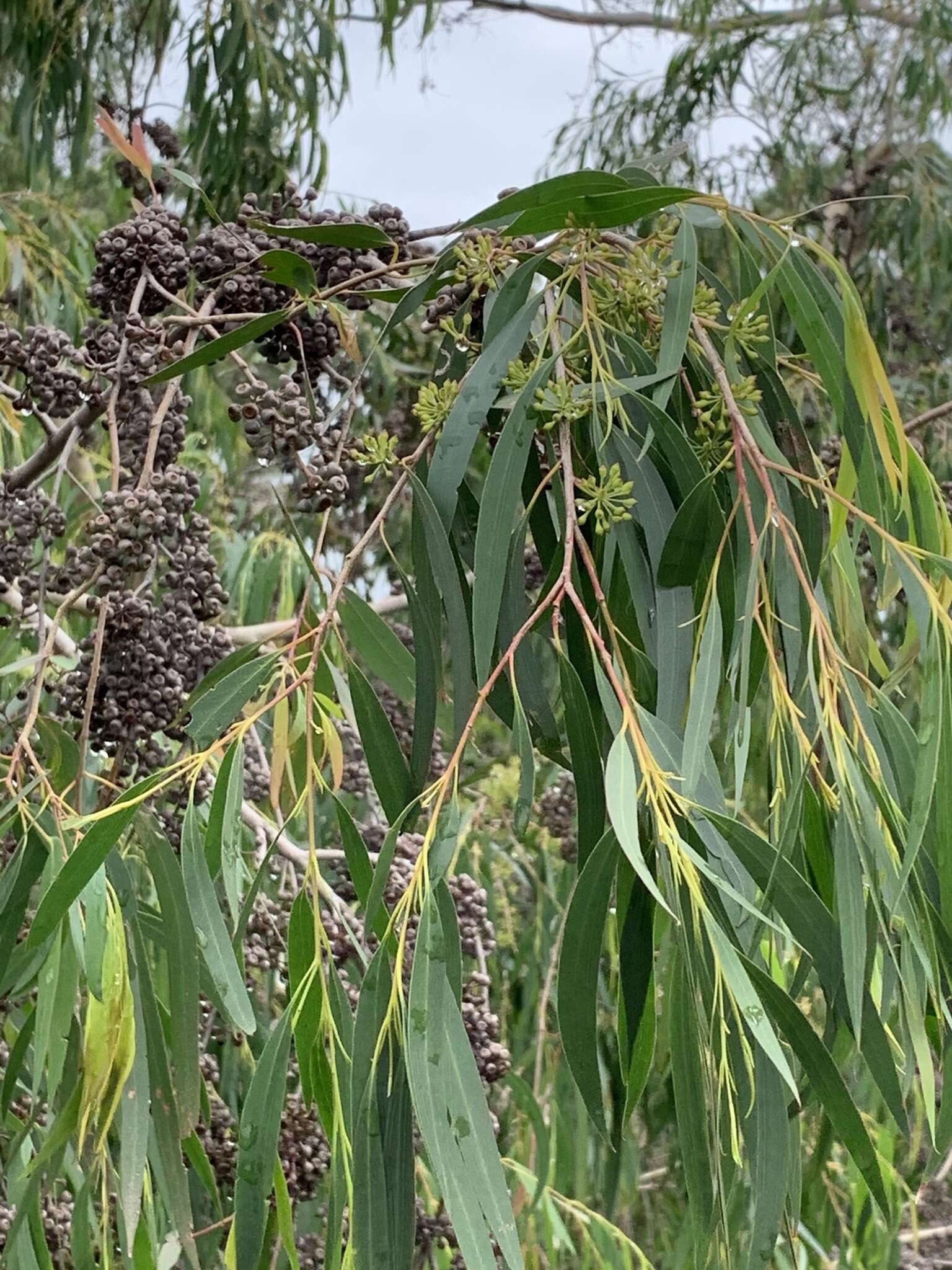 Sivun Eucalyptus elata Dehnh. kuva