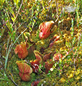 Image of purple pitcherplant