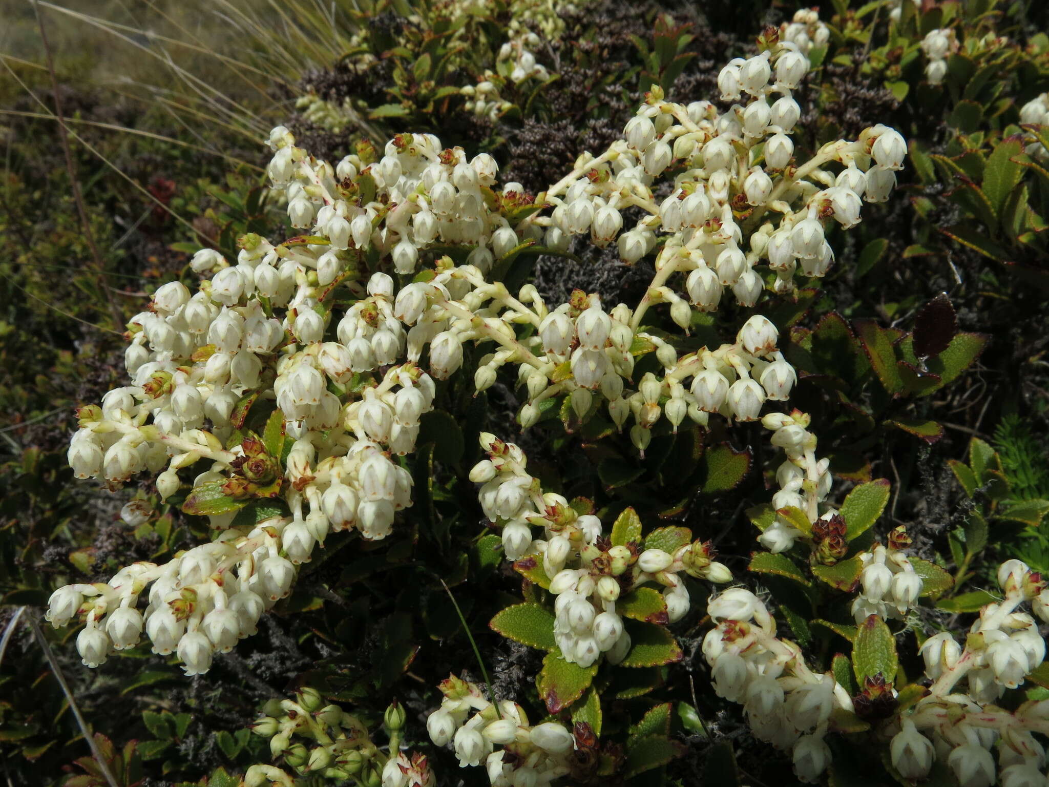 Image of Gaultheria crassa Allan