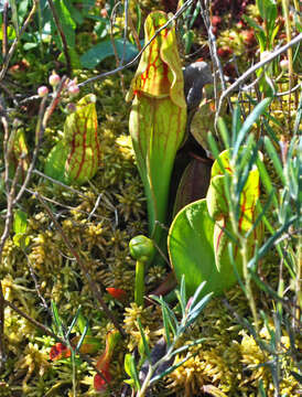 Image of purple pitcherplant