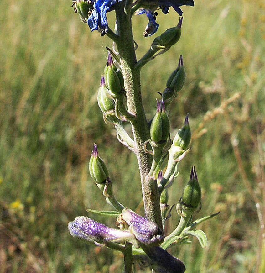 Plancia ëd Delphinium geraniifolium Rydb.