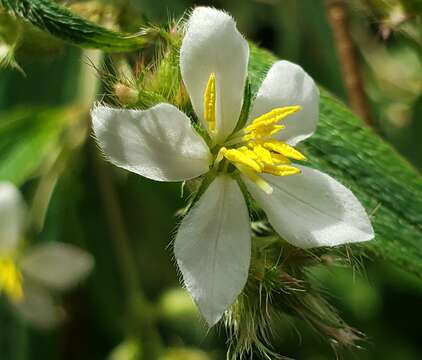 Pleroma longifolium (Vahl) Triana的圖片