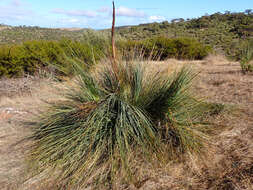 Image of Xanthorrhoea semiplana subsp. semiplana