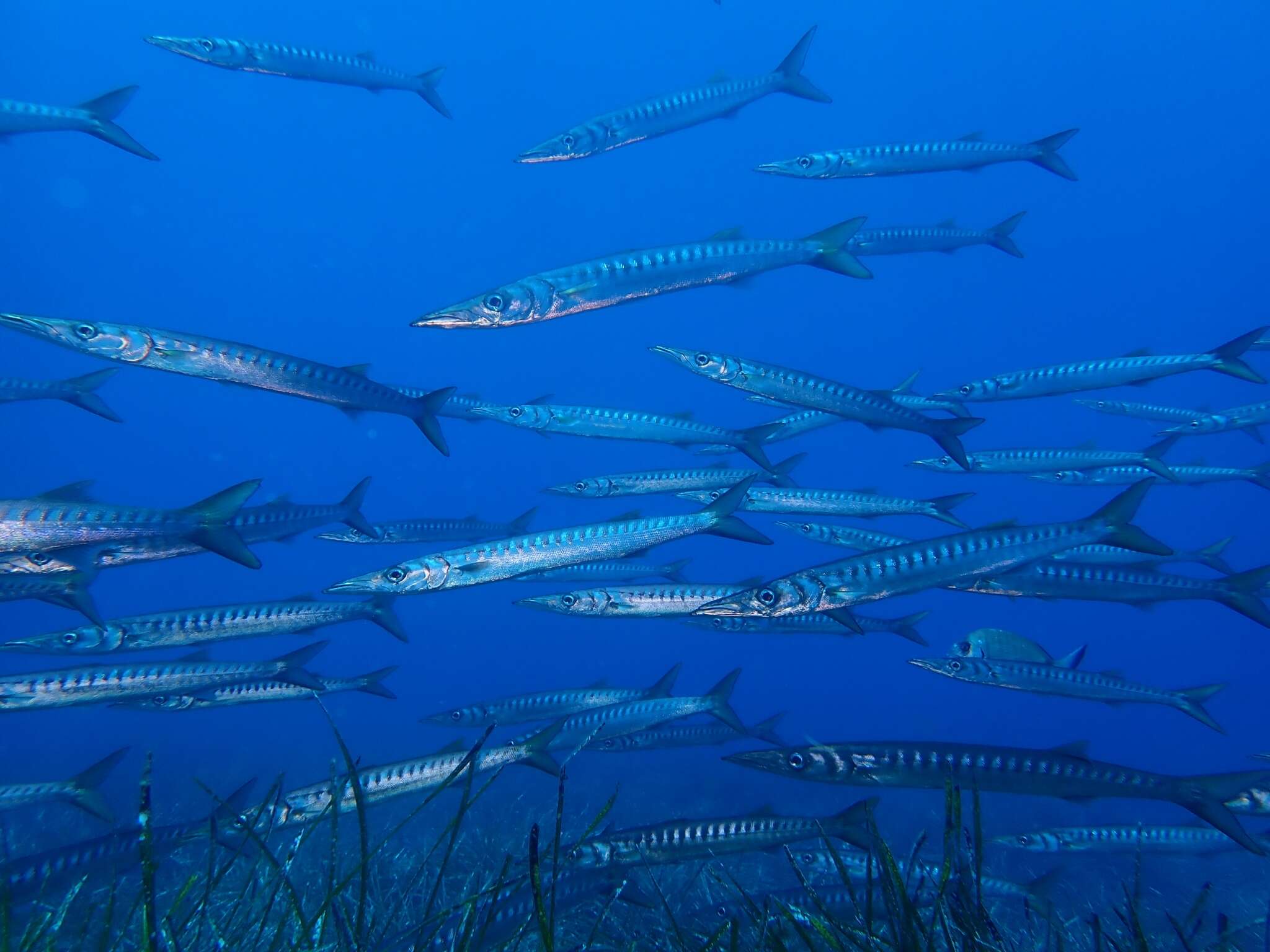 Image of Yellow Barracuda