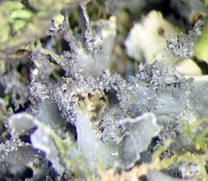 Image of Leptogium oceanianum