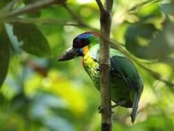 Image of Red-crowned Barbet