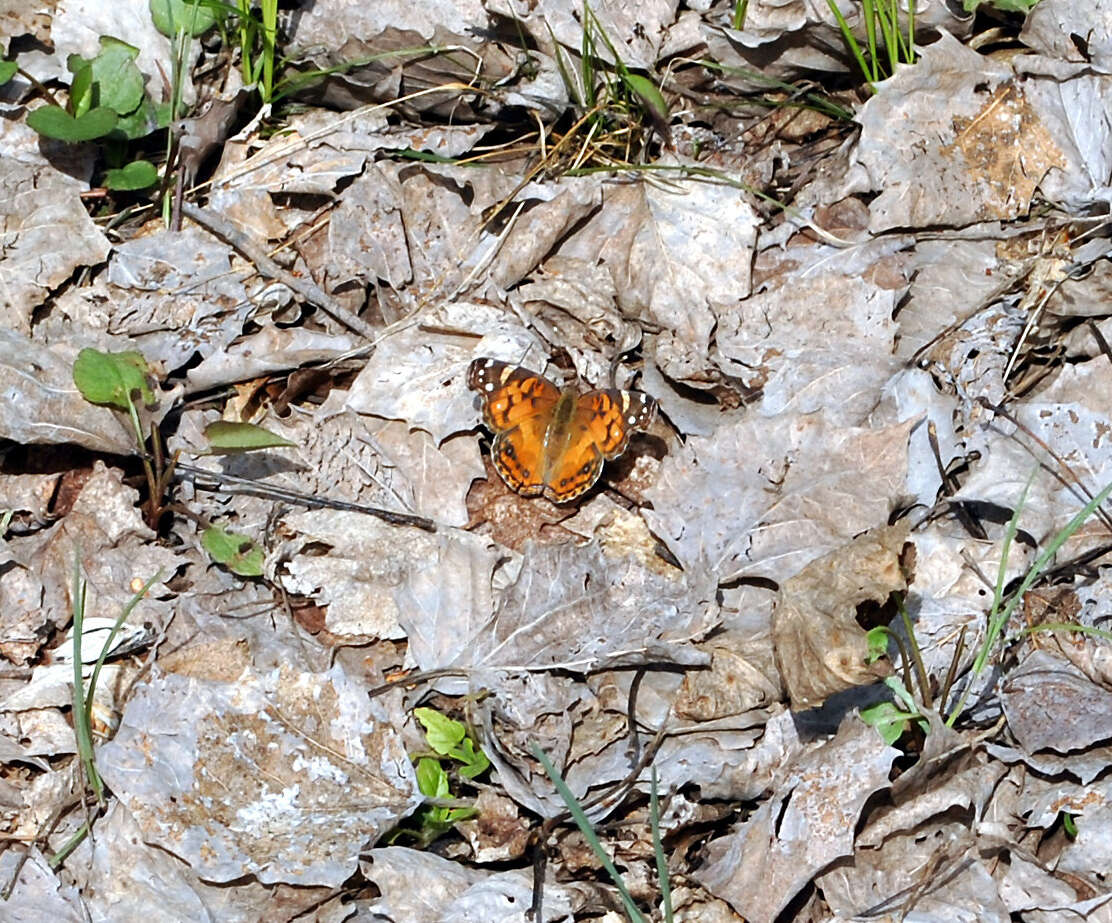 Image of Vanessa virginiensis