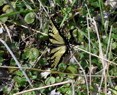 Image of Eastern Tiger Swallowtail