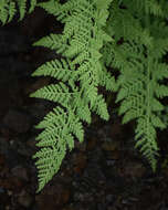 Image of American Alpine Lady Fern