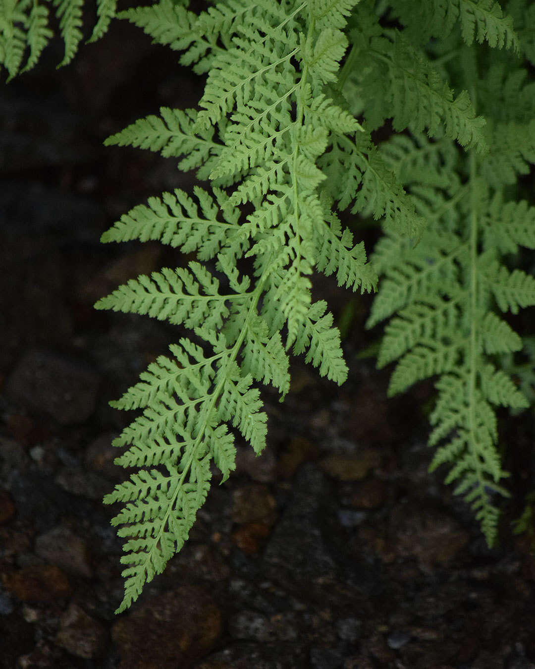 Image of American Alpine Lady Fern