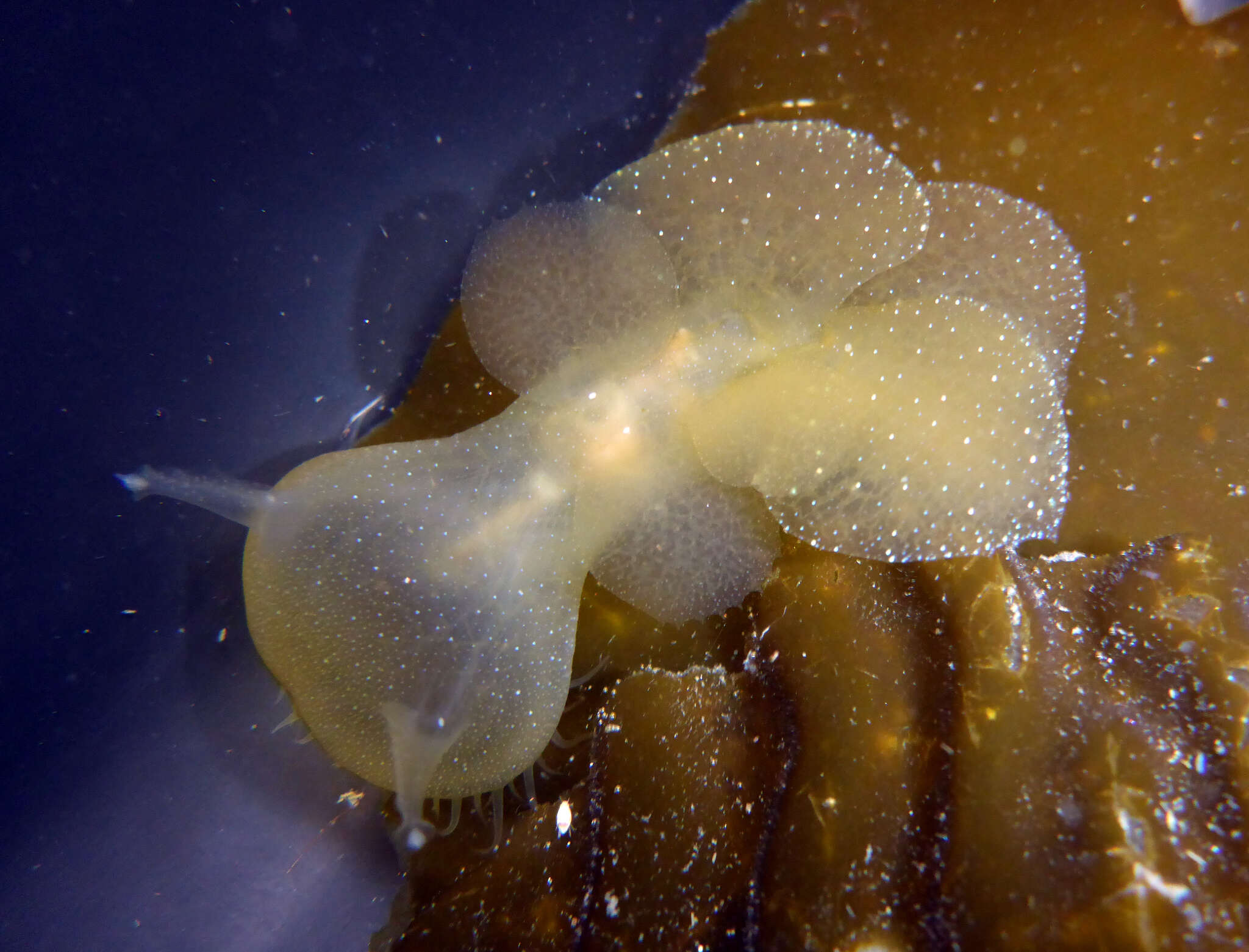 Image of Hooded sea slug