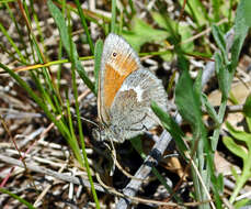 Image of Common Ringlet