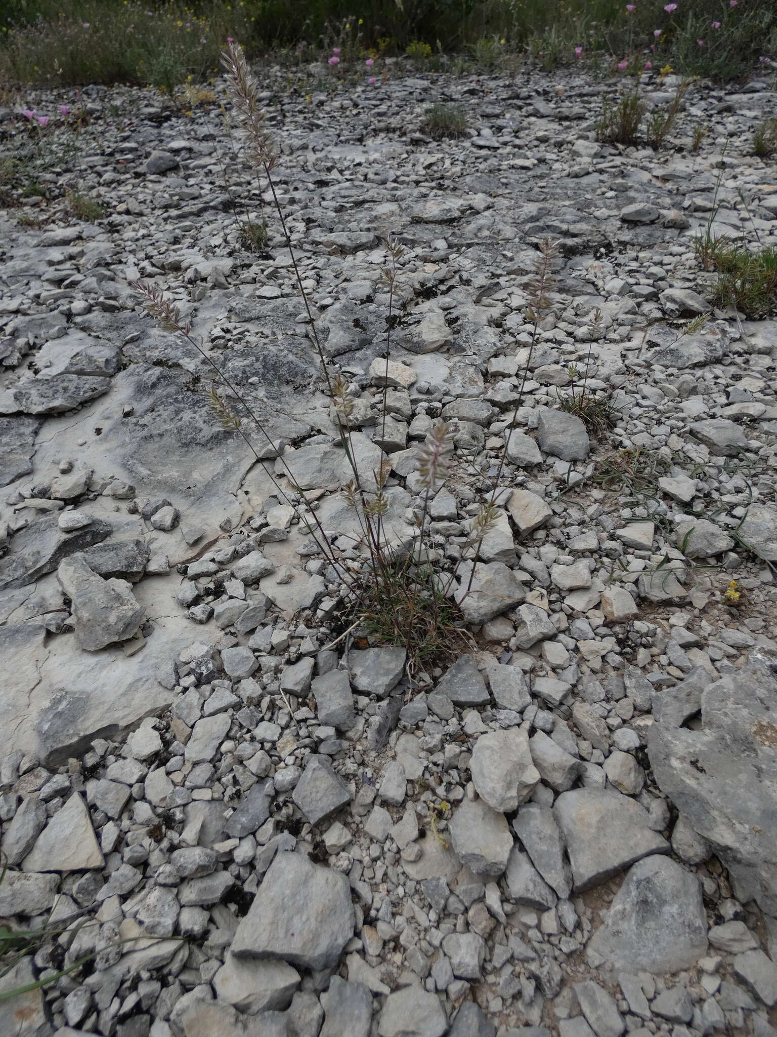 Image of Somerset hair grass