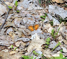 Image of Vanessa virginiensis