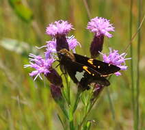 Слика од Liatris cylindracea Michx.