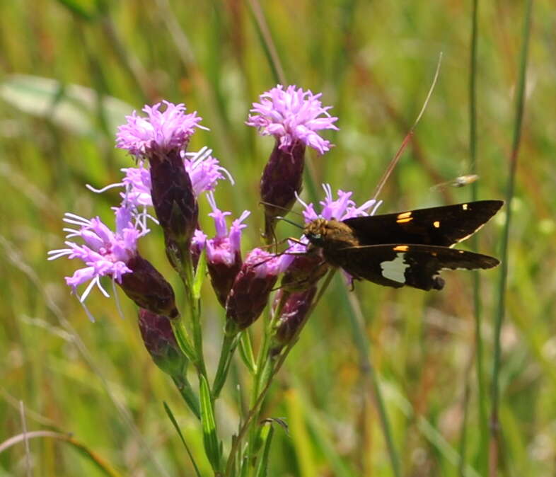 Слика од Liatris cylindracea Michx.