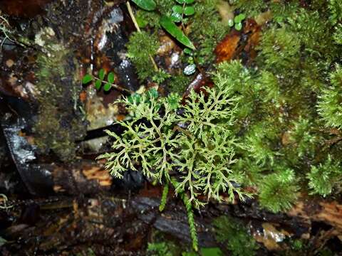 Image of Sceptridium biforme Lyon