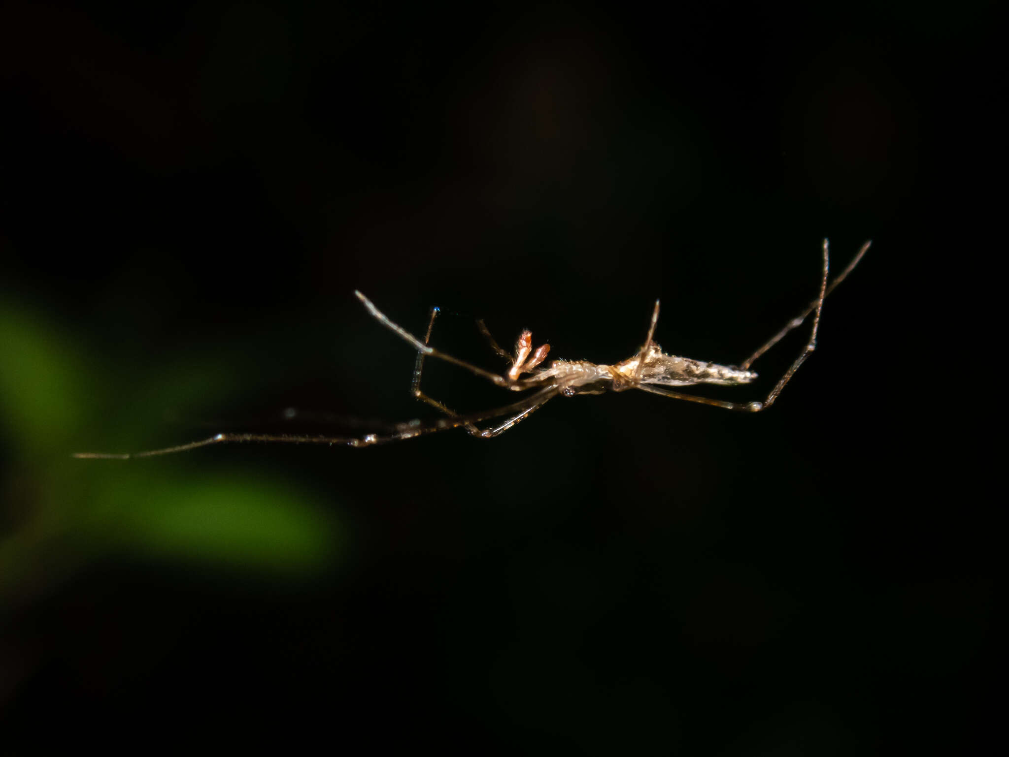 Image of Rhomphaea urquharti (Bryant 1933)