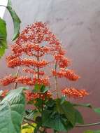 Imagem de Clerodendrum paniculatum L.