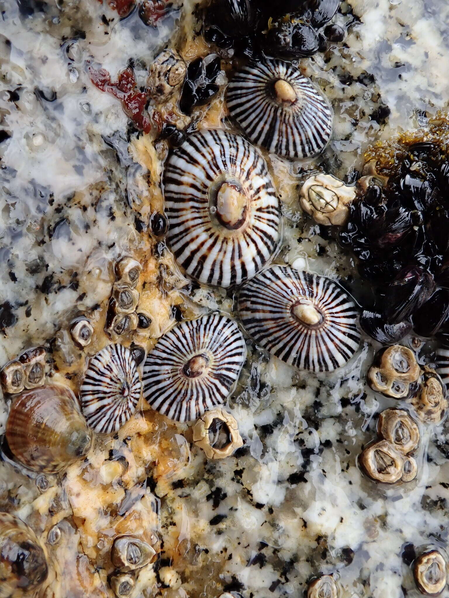 Image of Siphonaria funiculata Reeve 1856