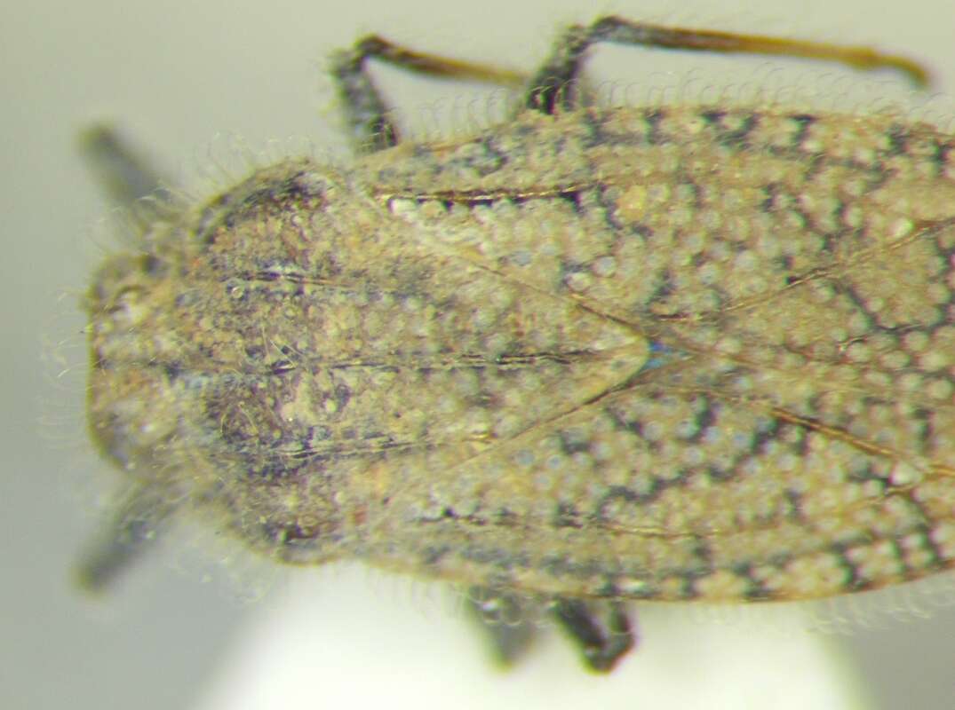 Image of Tingis (Neolasiotropis) pauperata (Puton 1879)