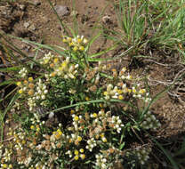 Image of Helichrysum dregeanum Harv. & Sond.