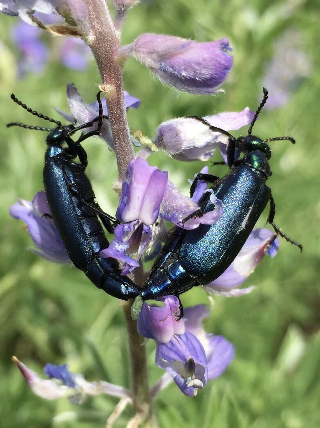 Imagem de Lytta (Poreopasta) cyanipennis (Le Conte 1851)