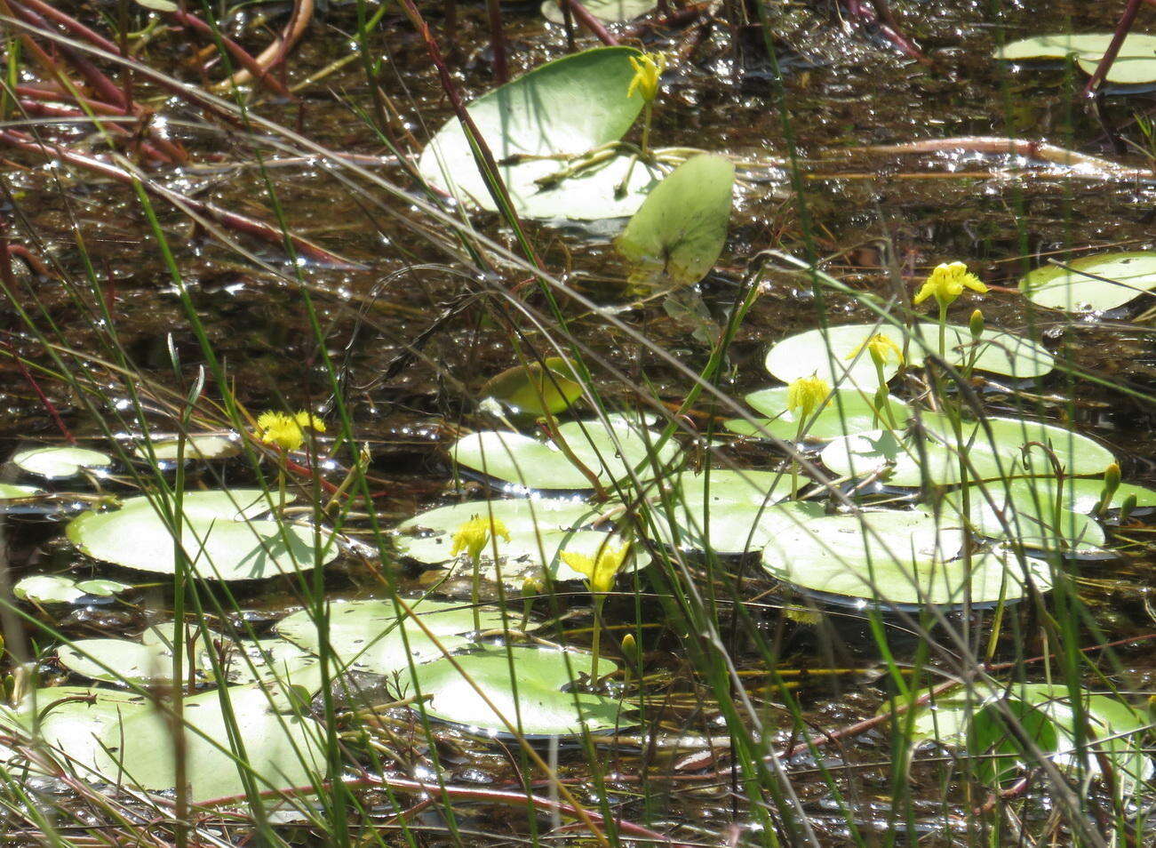 Image of Nymphoides thunbergiana (Griseb.) Kuntze