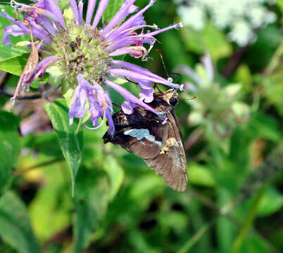 Image of Silver-spotted Skipper