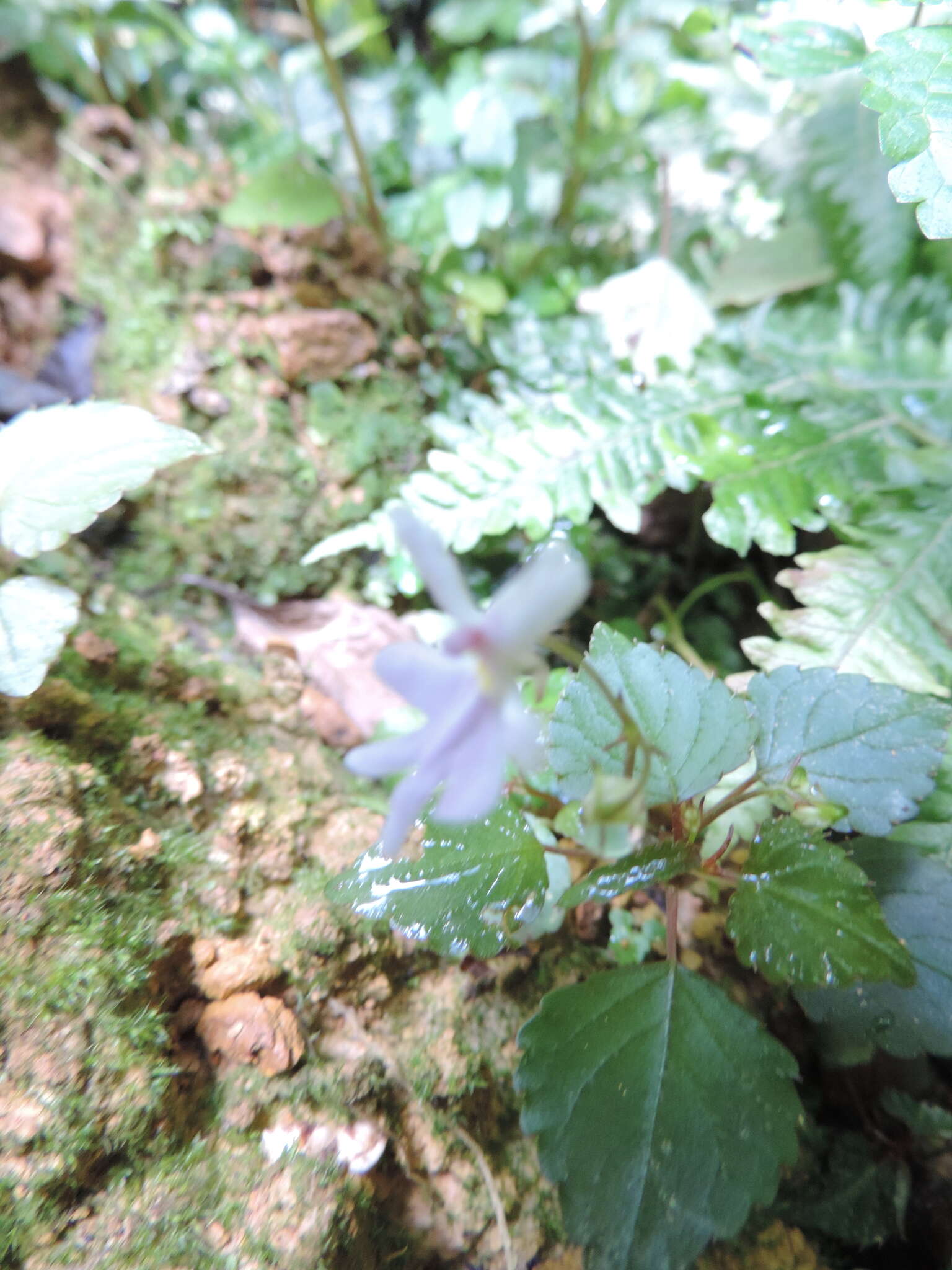 Image of Impatiens bequaertii De Wild.