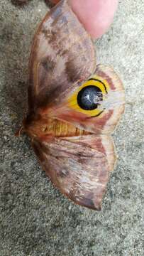 Image of Io Moth