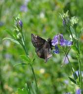 Image of Wild Indigo Duskywing