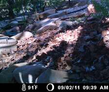 Image of White-winged Dove