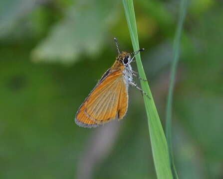 Imagem de Ancyloxypha numitor Fabricius 1793