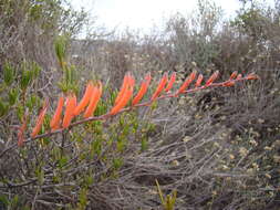 Image of Astroloba rubriflora (L. Bolus) Gideon F. Sm. & J. C. Manning