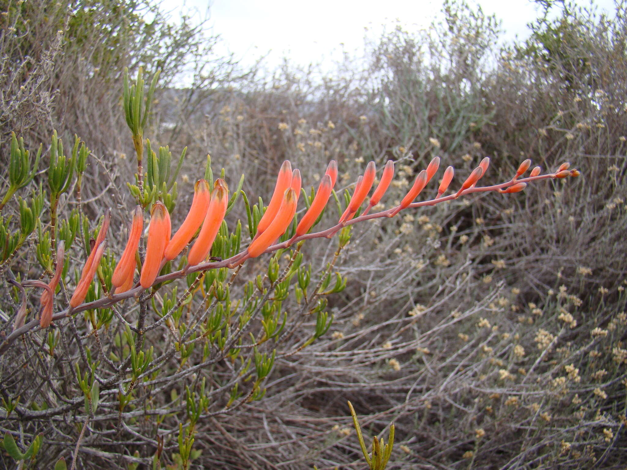 Image of Astroloba rubriflora (L. Bolus) Gideon F. Sm. & J. C. Manning