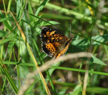 Image of Phyciodes cocyta