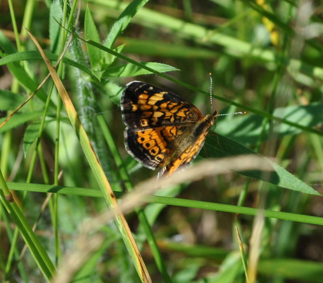 Image of Phyciodes cocyta