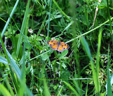 Image of Phyciodes cocyta