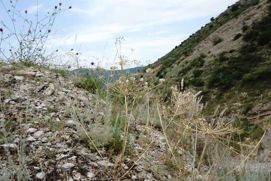 Image of Zosima absinthifolia (Vent.) Link