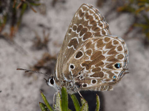 Image of Lepidochrysops trimeni (Bethune-Baker 1922)