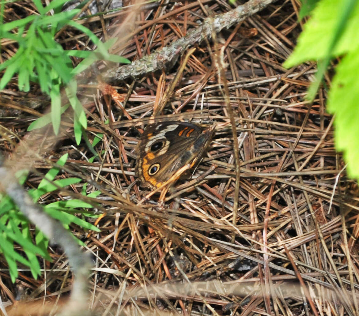 Image of Common buckeye