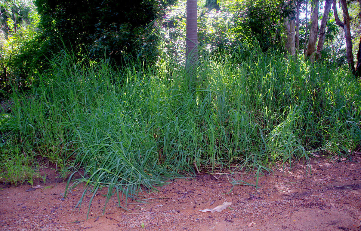 Plancia ëd Echinochloa polystachya (Kunth) Hitchc.