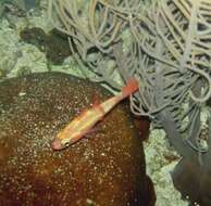 Image of Roughlip Cardinalfish