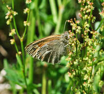 Image of Common Ringlet