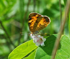 Image of Phyciodes cocyta