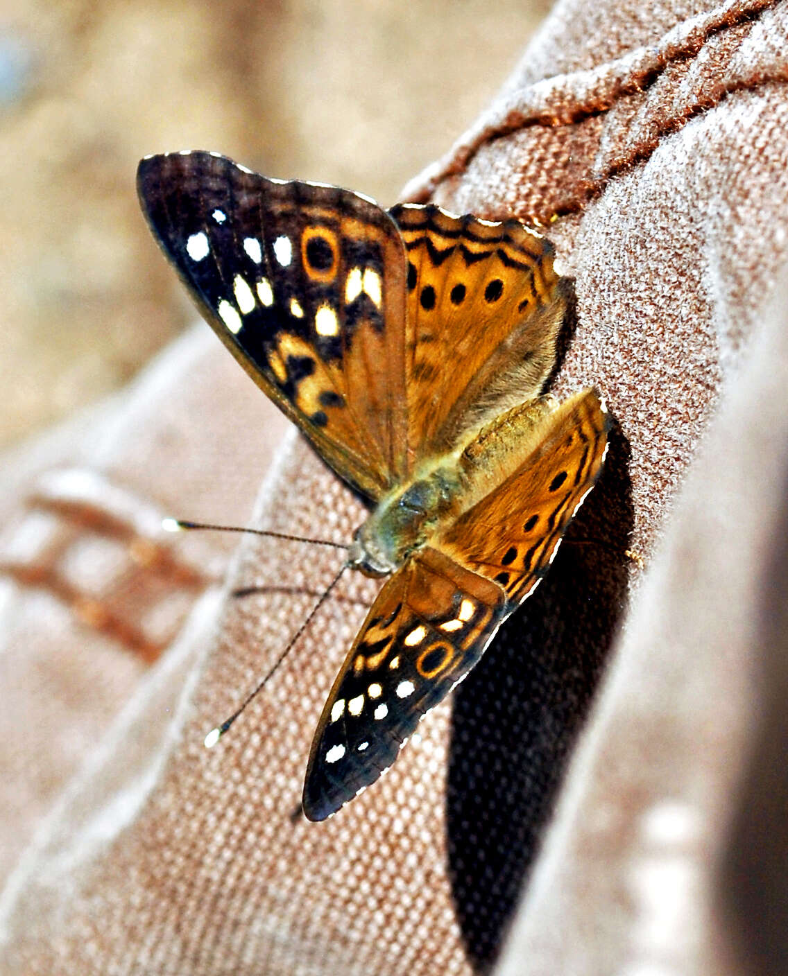 Image of Hackberry Emperor