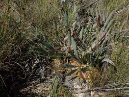 Image de Protea laevis R. Br.