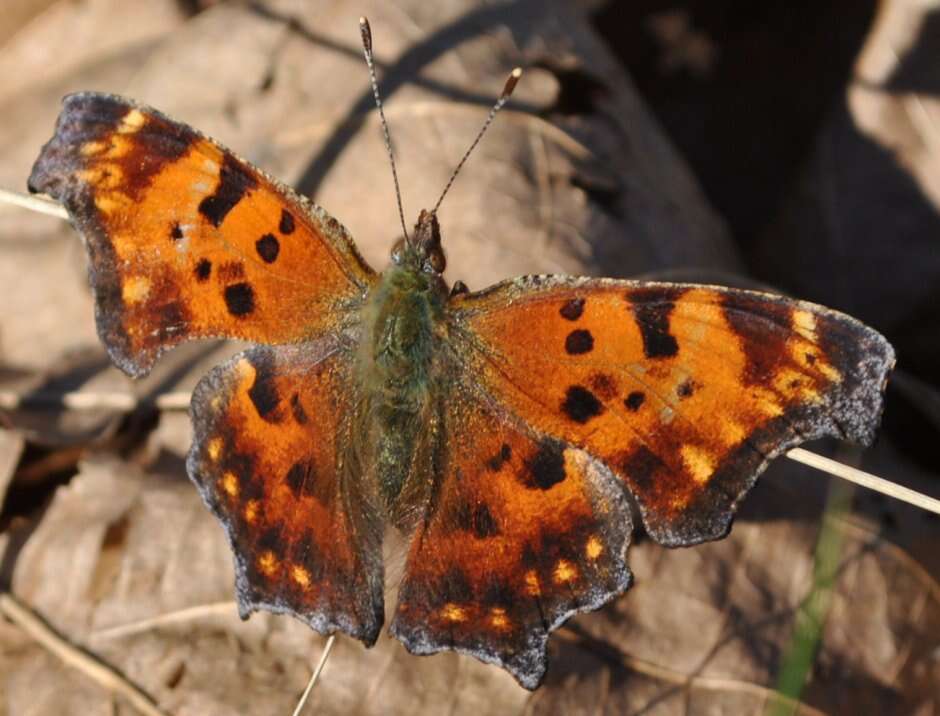 Image of Eastern Comma